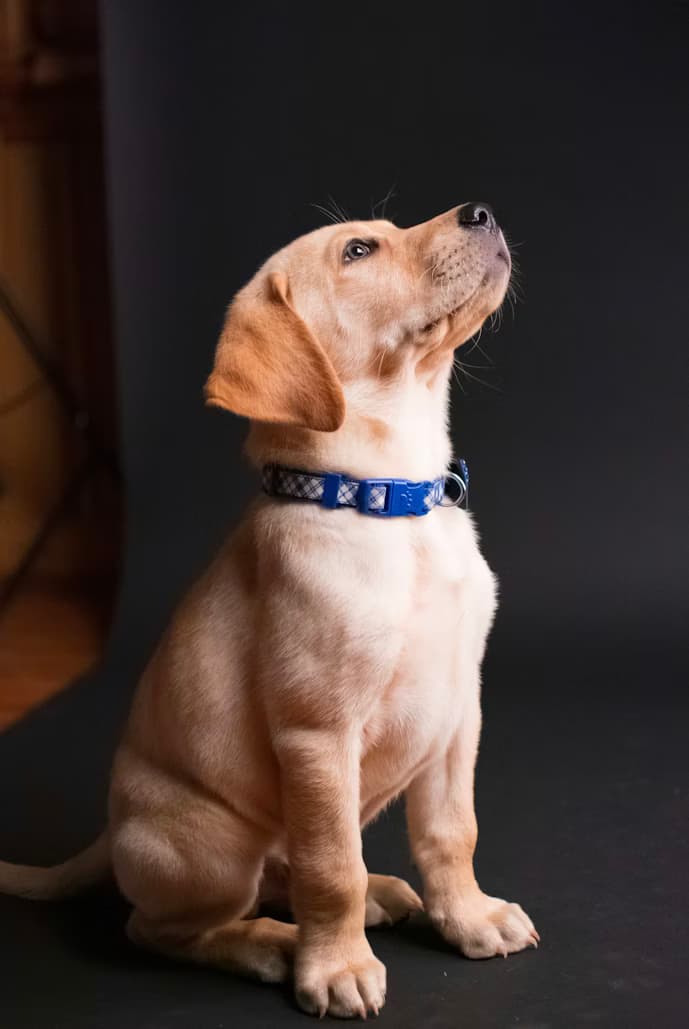 Get your labs