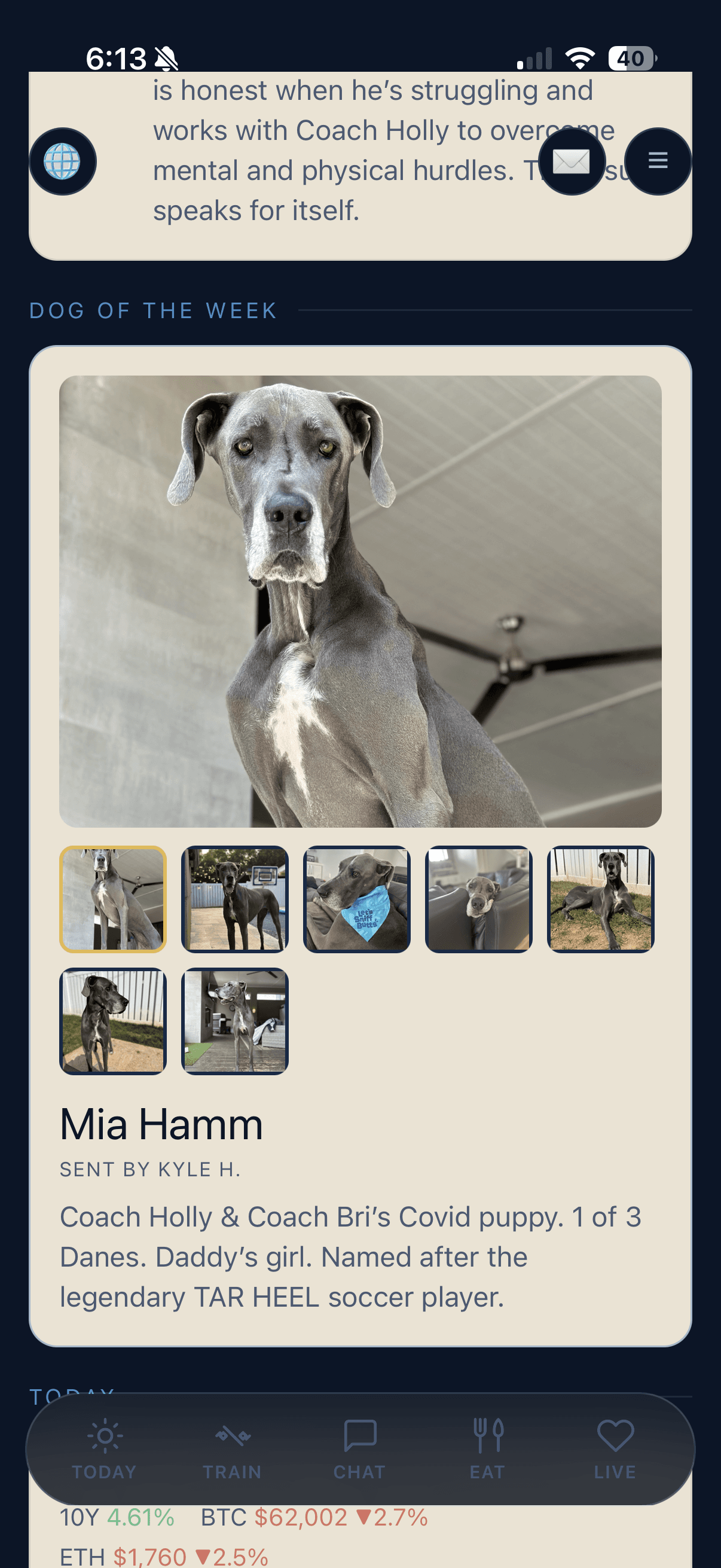 HollyWorld - Dog of the Week